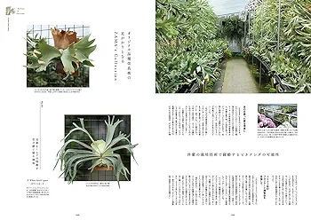 INDOOR JUNGLE （インドアジャングル）No.06 ビカクシダ、新表現